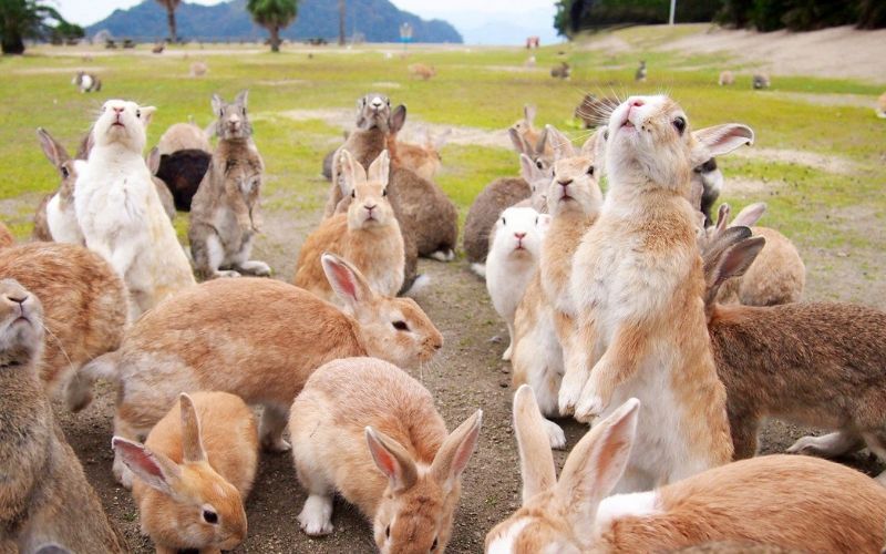 đảo thỏ okunoshima đảo thỏ okunoshima